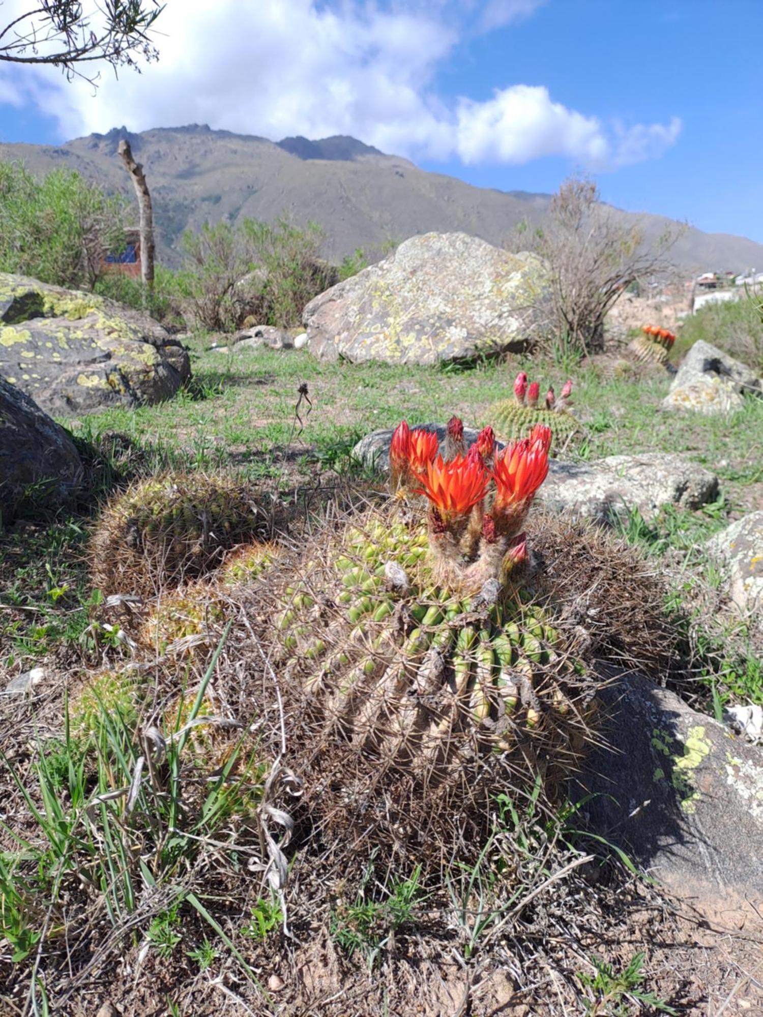 Nunorco El Mollar (Tucuman)
